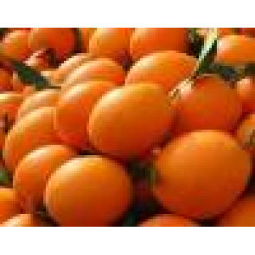 Navel Orange